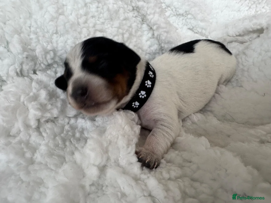 Mixed Breed dogs for sale: Doxipoo’s  - Advert 2