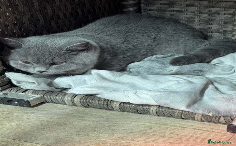 British Shorthair cats - Advert 2