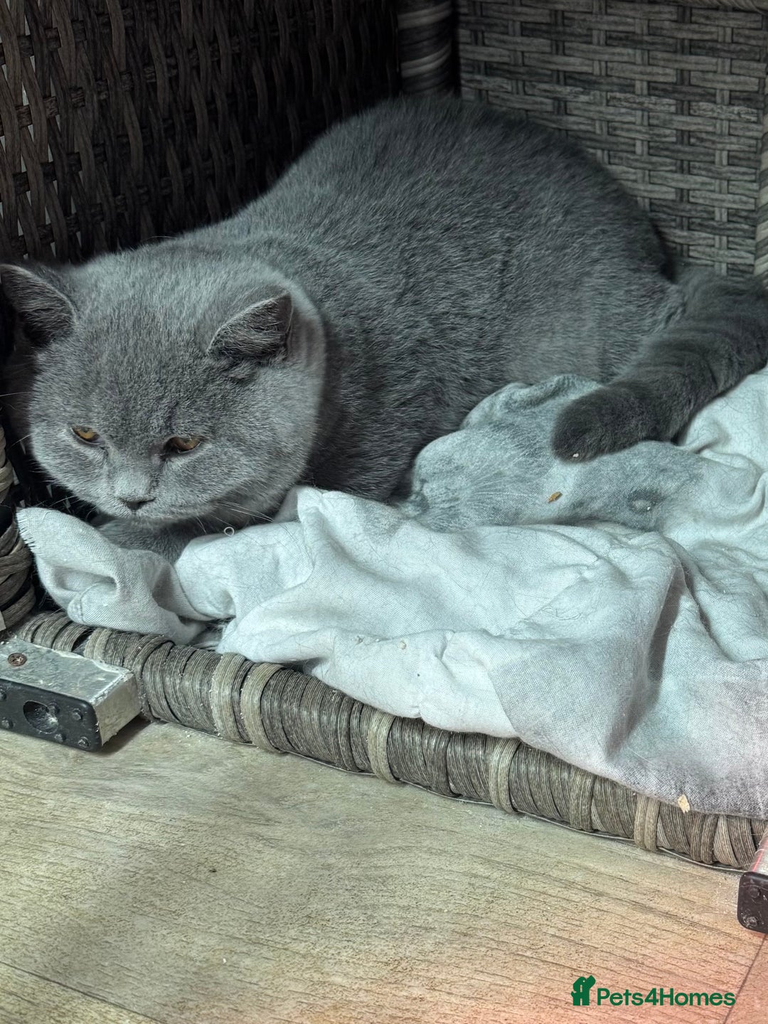 British Shorthair cats for sale: 1 left Stunning British shorthair kittens - Image 1