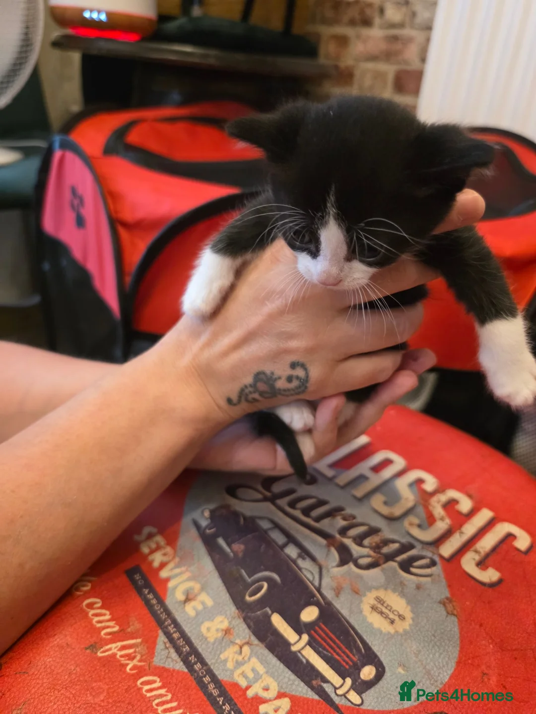 Sphynx cats for sale: Sphynx cross kittens in North Shields - Advert 2