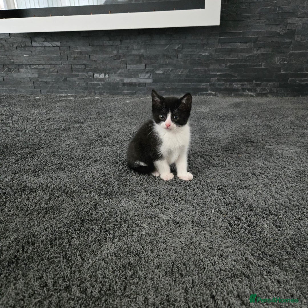 Mixed Breed cats for sale: Kittens for sale - Advert 8