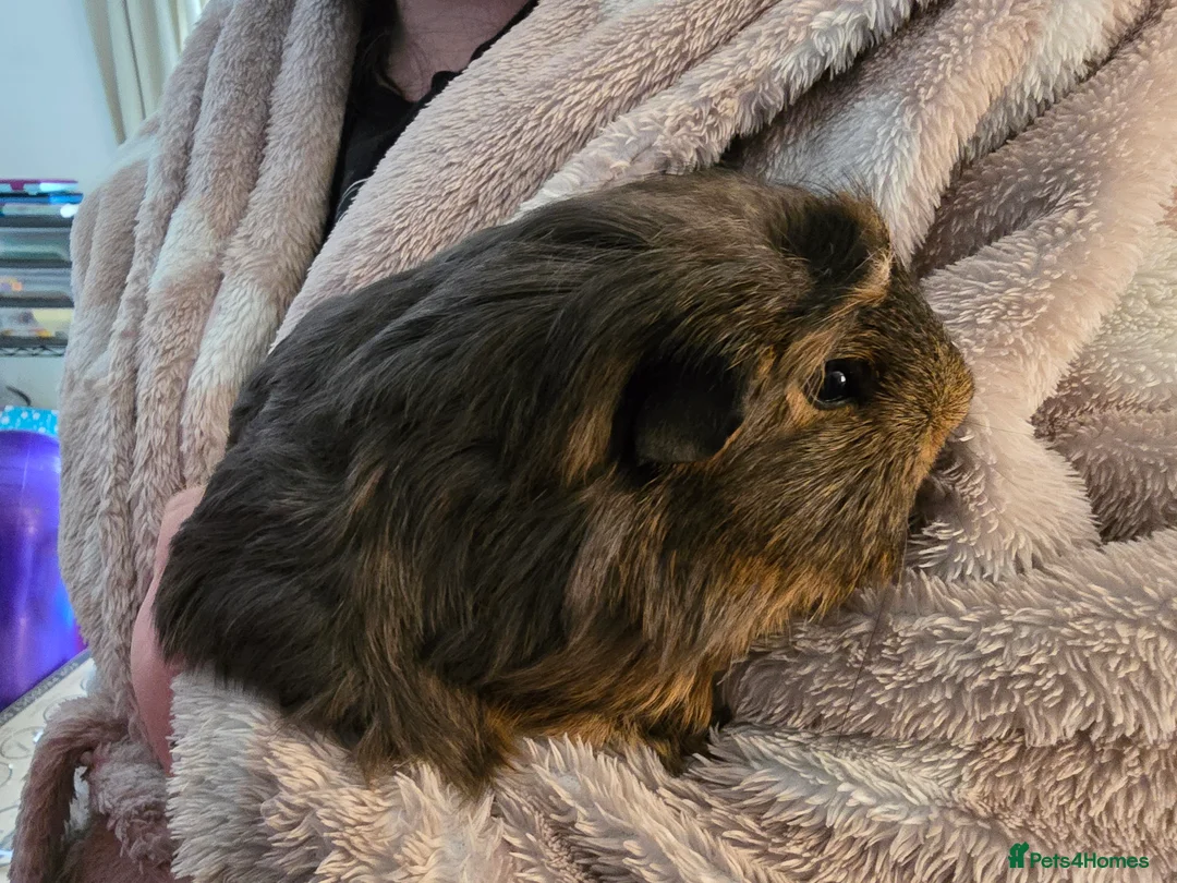 Guinea Pig rodents for sale: guinea pigs in Sale - Advert 1
