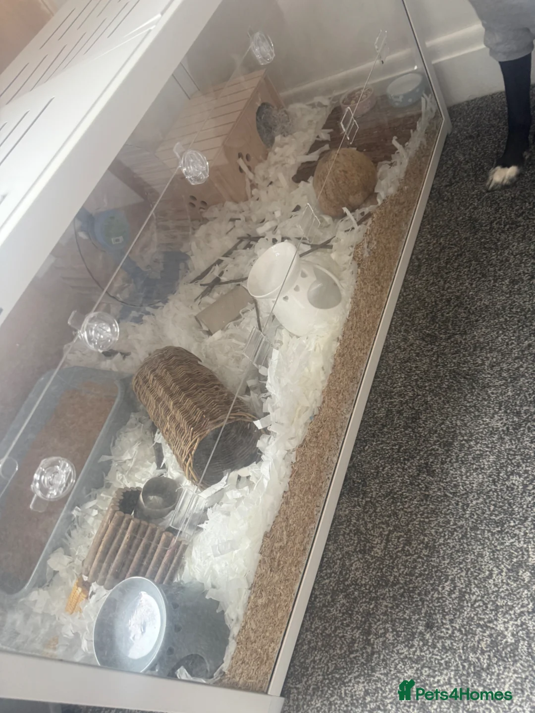 Hamster rodents for sale: Free to a good home  in Hartlepool - Advert 2