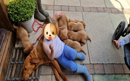 Labrador Retriever dogs for sale: exceptional dark fox red puppies - Image 13