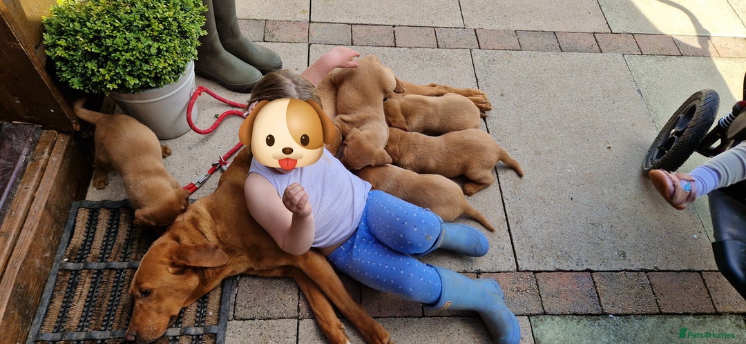 Labrador Retriever dogs for sale: exceptional dark fox red puppies - Image 13