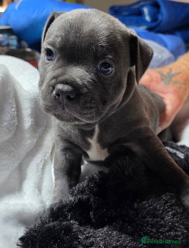 Staffordshire Bull Terrier dogs for sale: Energetic staffy playful puppies for new families. in Rugby - Advert 1