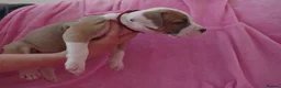 American Bulldog dogs for sale: Outstanding Merle American Bulldogs - Advert 12
