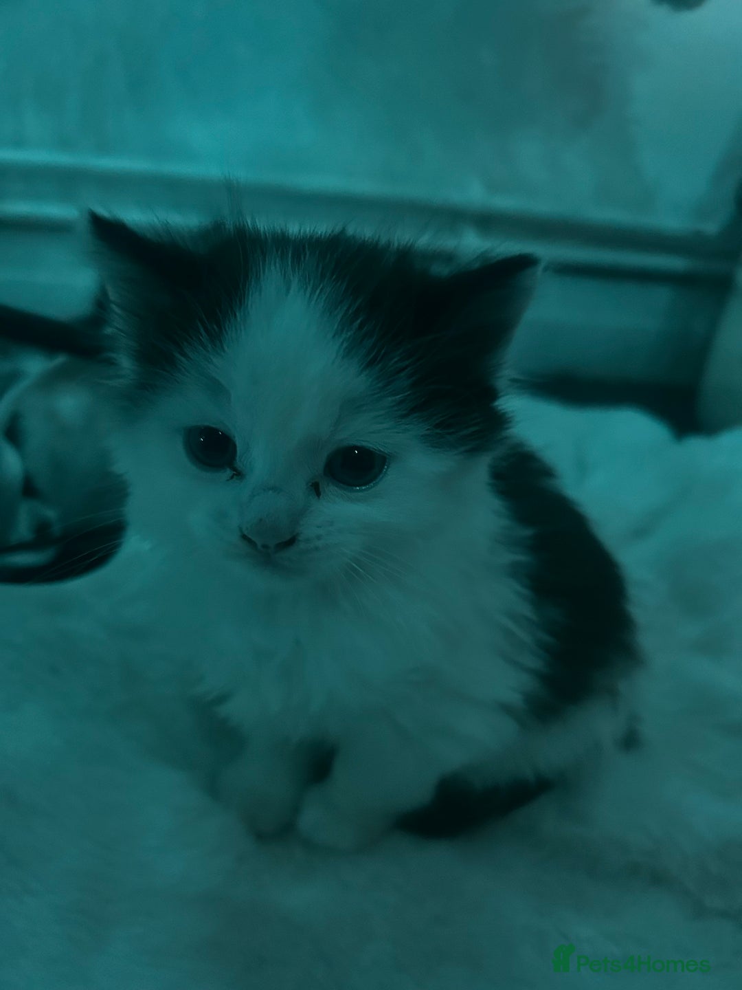 Turkish Van cats for sale: Half Turkish van kittens  - Advert 2