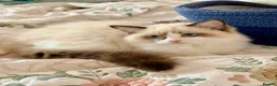Ragdoll cats for sale: 💠🐈 TICA REG 🌟 EUROPEAN RAGDOLL KITTENS 🐈💠 - Advert 3