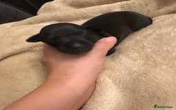 Italian Greyhound dogs for sale: KC Italian Greyhound Puppies  - Image 28
