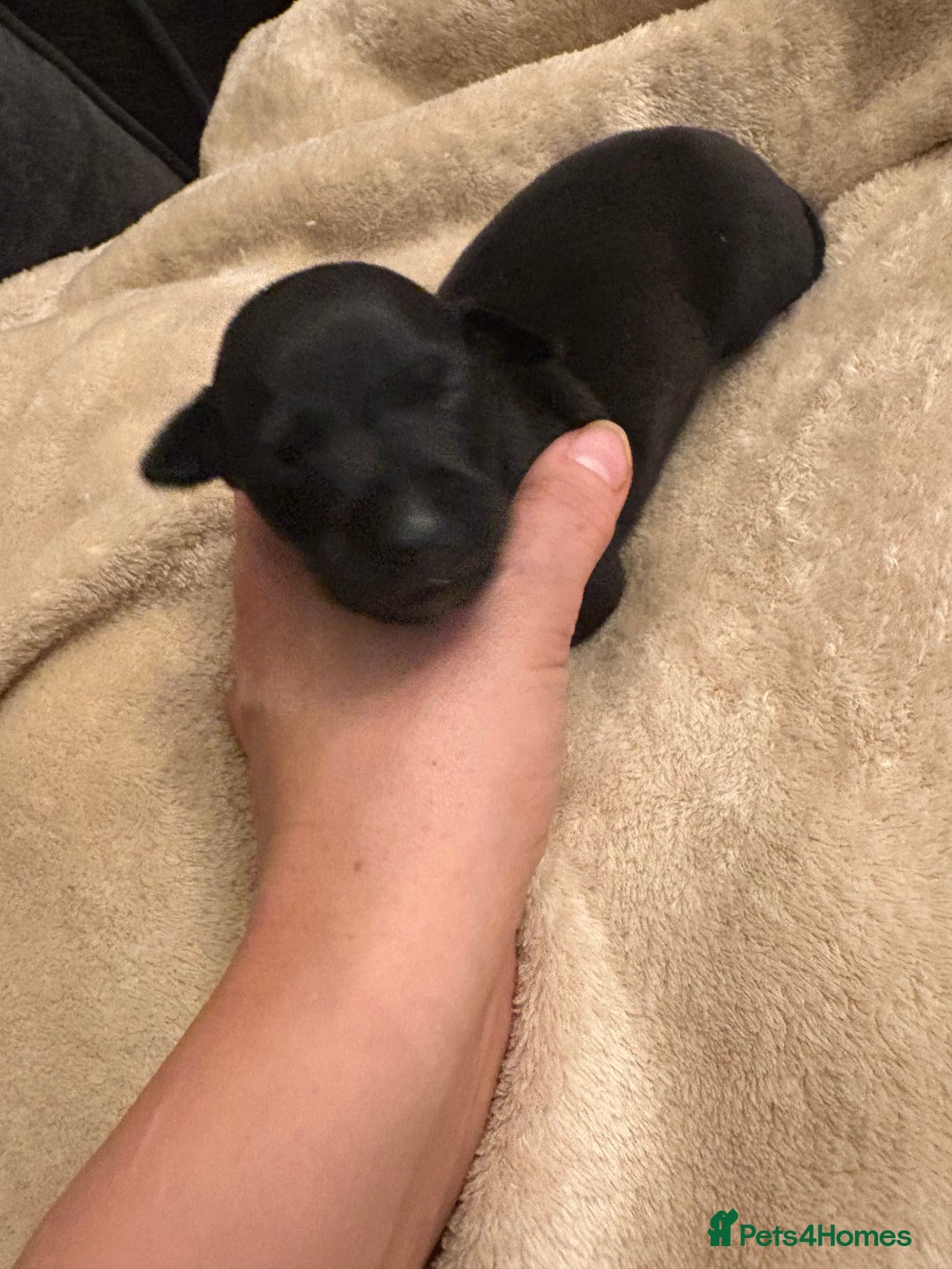 Italian Greyhound dogs for sale: KC Italian Greyhound Puppies  - Image 28