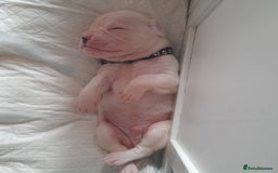 Boxer dogs for sale: Reduced last pup. Stunning Pedigree Boxer  - Advert 16