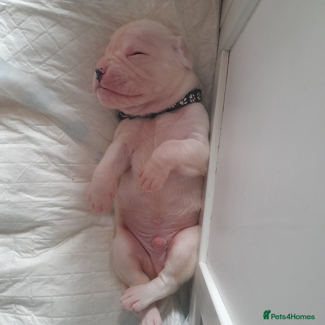 Boxer dogs for sale: Reduced last pup. Stunning Pedigree Boxer  - Advert 16