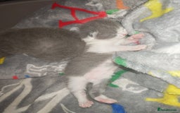 British Shorthair cats for sale: British shorthair 1 male left!!  in Crewe - Image 9