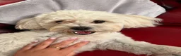 Bichon Frise dogs for sale: Leo - Bichon Frise - Advert 7