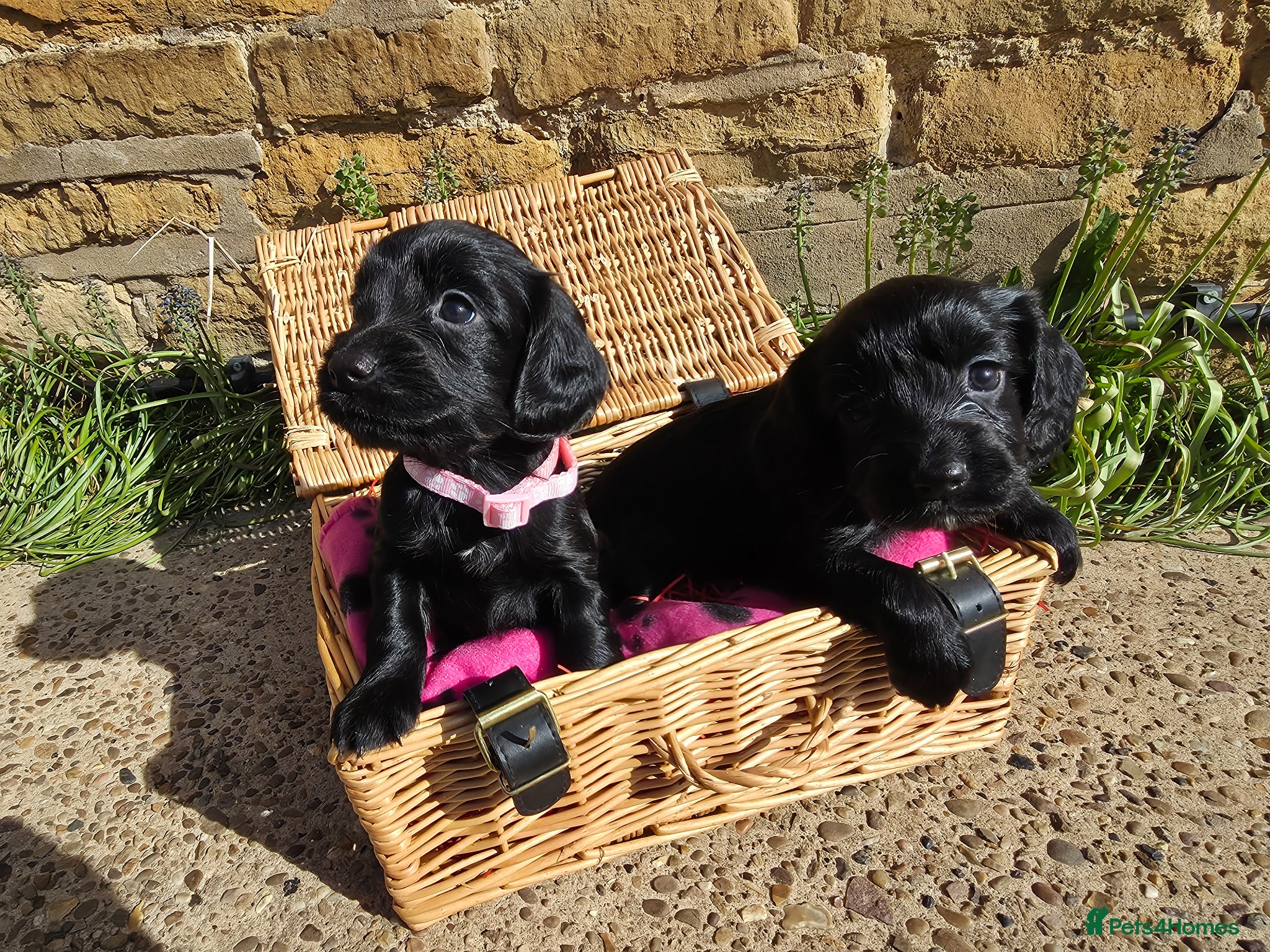 Cocker Spaniel dogs Meet lady's beautiful cocker spaniel puppies - Advert 3