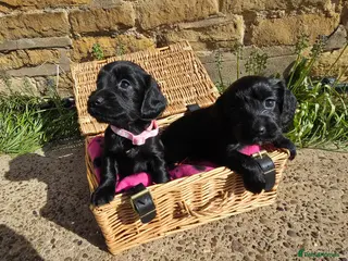 Cocker Spaniel dogs Meet lady's beautiful cocker spaniel puppies - Advert 1