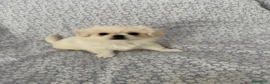 Pekingese Puppy 2