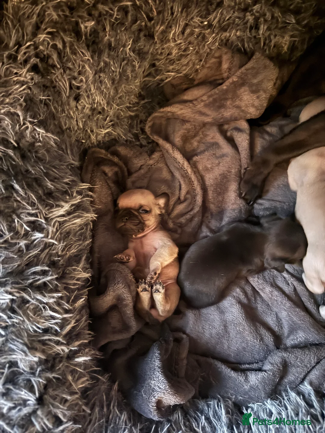 Frug dogs for sale: Frugs  - Advert 6