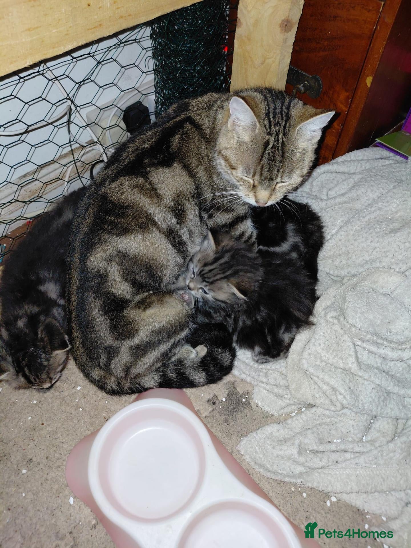 Mixed Breed cats Kittens  - Advert 1