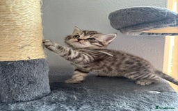 Scottish Fold cats for sale: Scottish fold kittens  - Image 17