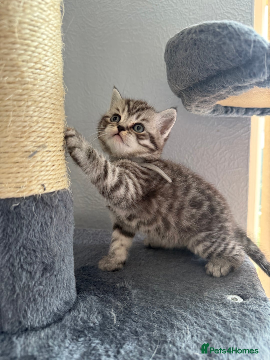 Scottish Fold cats for sale: Scottish fold kittens  - Image 17