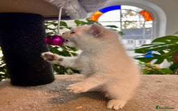 Selkirk Rex cats for sale: Selkirk rex kittens 😻 - Image 6