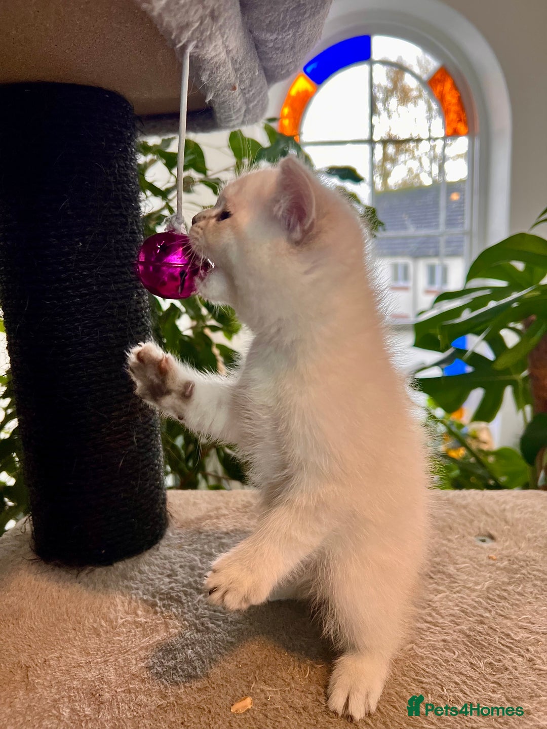 Selkirk Rex cats for sale: Selkirk rex kittens 😻 - Image 6