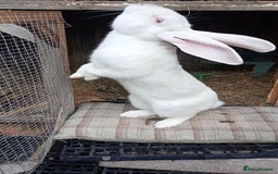 Continental Giant rabbits for sale: Beautiful Giant Continental Babies - Image 18