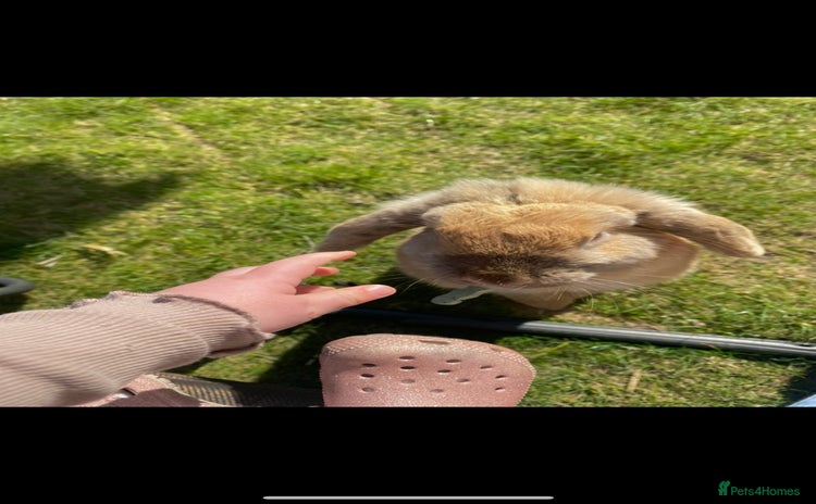 French Lop rabbits - Advert 2