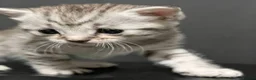 British Shorthair cats for sale: Adorable Silver Tabby Kittens 2 boys in Accrington - Advert 7
