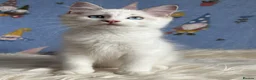 Ragdoll cats for sale: Beautiful Tica Registered Kittens Ragdoll - Advert 19
