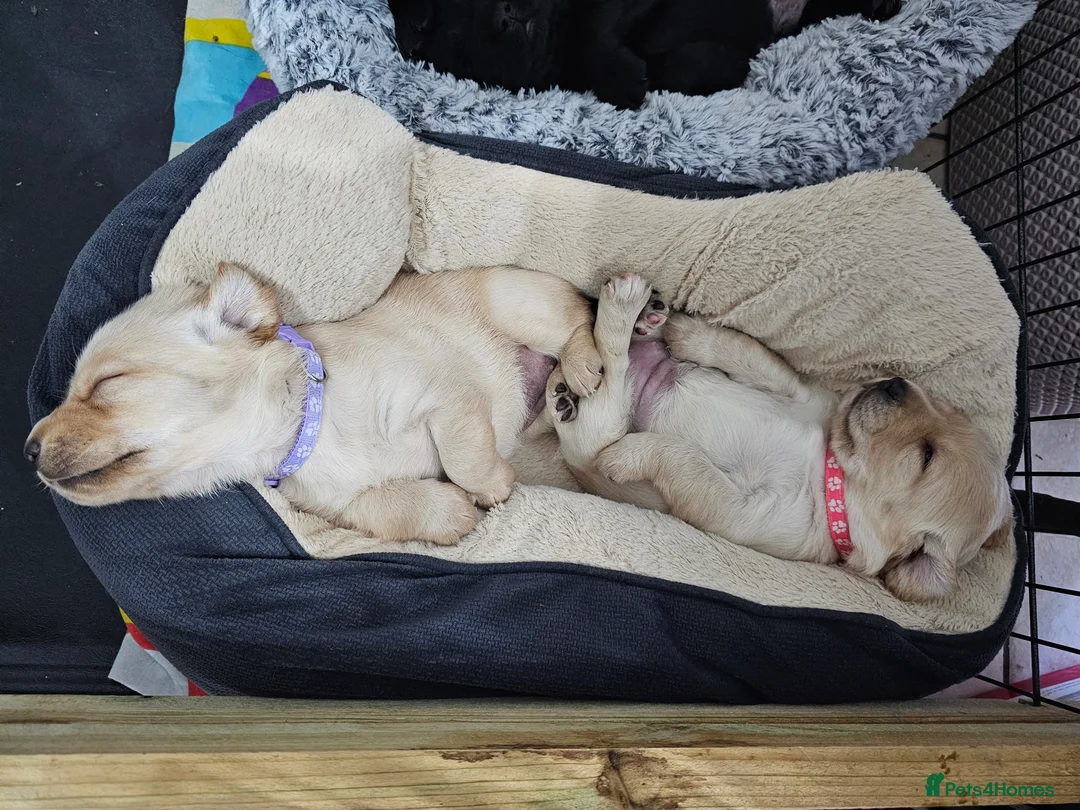 Cockerdor dogs for sale: The most loving Cockerdor/Spanador - Advert 22