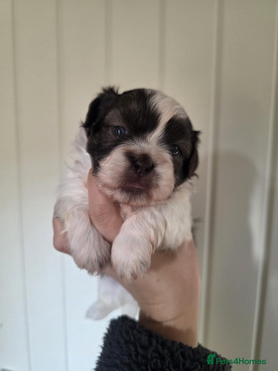 Shihpoo dogs for sale: Shih poo  - Advert 10