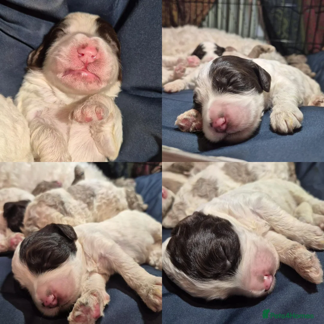 Cockapoo dogs for sale: Stunning F2B cockapoos - Advert 3