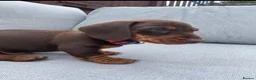Miniature Dachshund dogs for sale: Chocolate boys 🐾 in Chatham - Advert 13