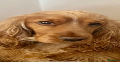 Cocker Spaniel dogs Stunning full pedigree show cocker spaniels  - Advert 5