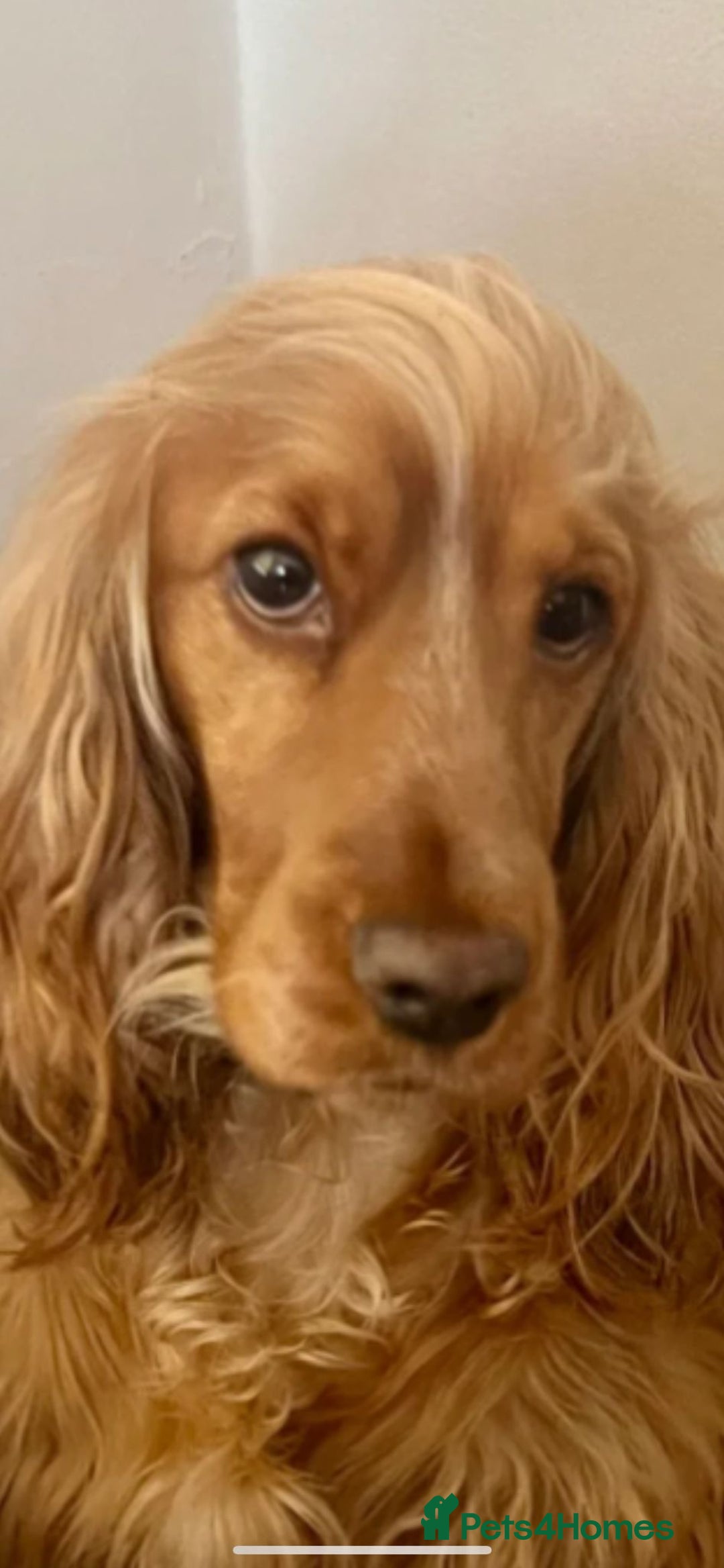 Cocker Spaniel dogs for sale: Stunning full pedigree show cocker spaniels  - Advert 5