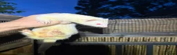 Ferret rodents for sale: Albino kits looking for new 🏡  in Sheffield - Advert 2