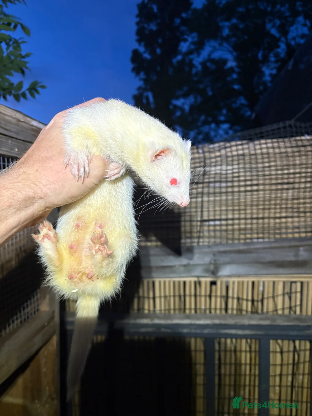 Ferret rodents for sale: Albino kits looking for new 🏡  in Sheffield - Advert 2
