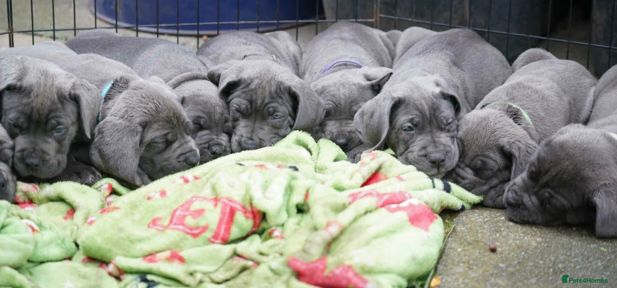 Cane Corso dogs 3 blue beautiful cane corso puppies 8 weeks old - Advert 1