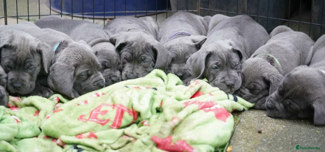 Cane Corso dogs for sale: 1 Female blue beautiful cane corso pup 9 weeks old - Advert 1