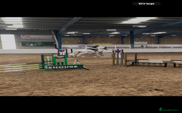 English Warmblood horses for sale: 16hh Schoolmistress  - Image 23