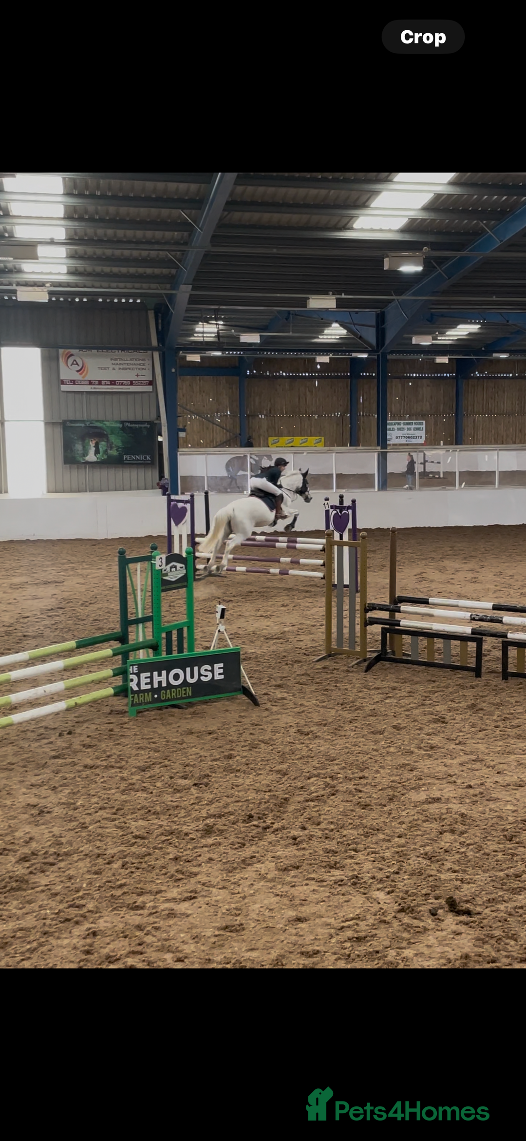 English Warmblood horses for sale: 16hh Schoolmistress  - Image 23