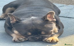 French Bulldog dogs for sale: French bulldog  - Image 3