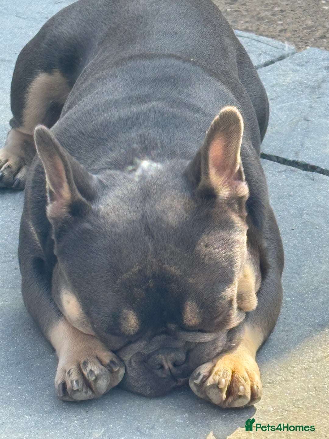 French Bulldog dogs for sale: French bulldog  - Image 3