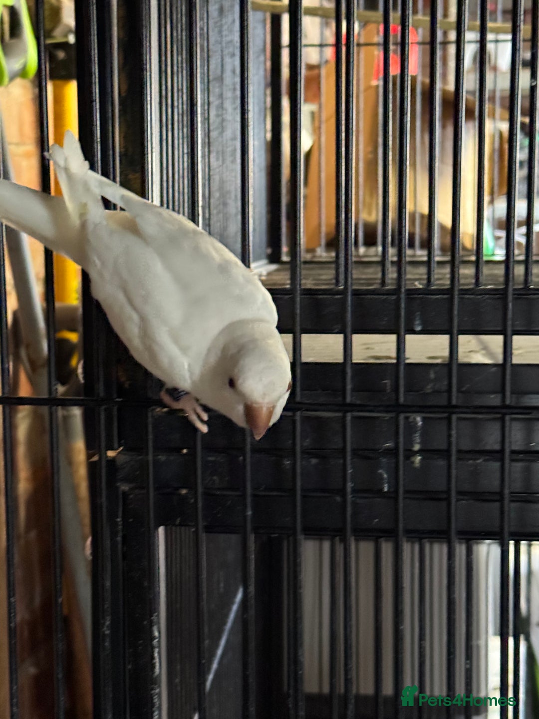 Parakeets birds for sale: Hen Quaker albino - Image 5