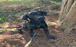 Mixed Breed dogs for sale: Stunning Work Labrador Mix  - Image 10