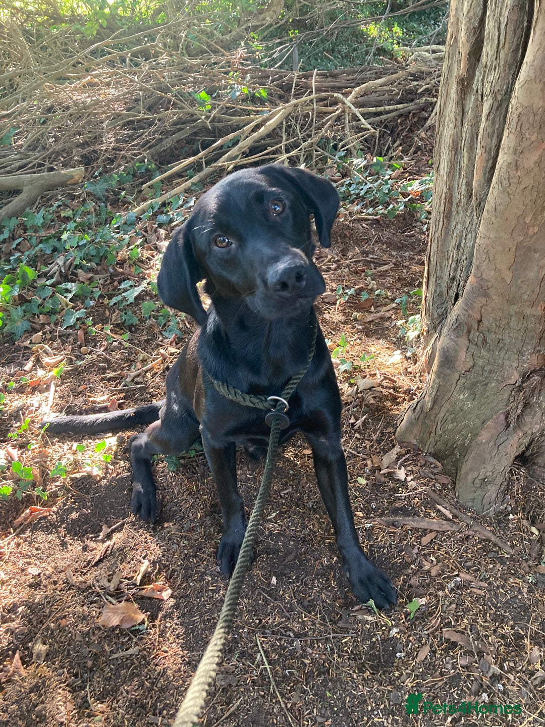 Mixed Breed dogs for sale: Stunning Work Labrador Mix  - Image 10