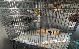 Budgerigars birds for sale: Two budgies  - Image 2